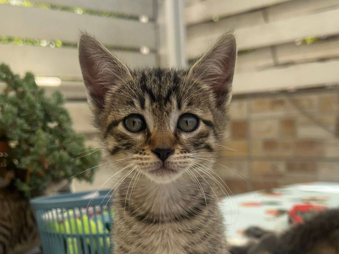 Adotta un gatto, taglia non valida, femmina, Lecco