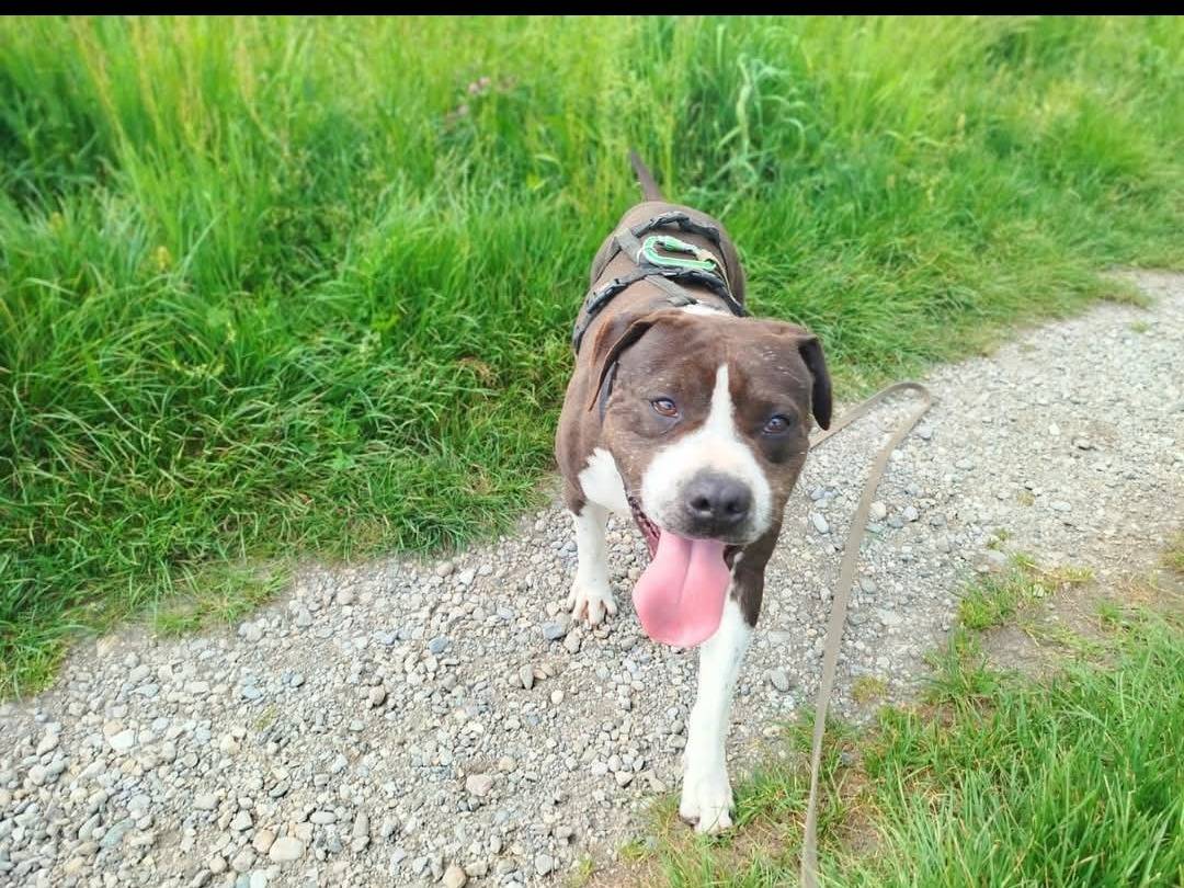 Adozione cane, maschio, Razza sconosciuta Razza sconosciuta, 4 anni e 3 mesi, taglia grande, Cremona