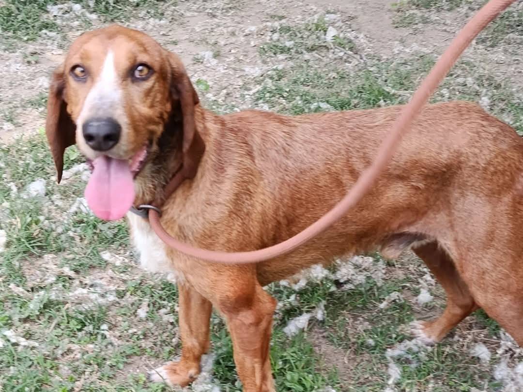 Adozione cane, maschio, Segugio Razza sconosciuta, 6 anni e 3 mesi, taglia media, Cremona