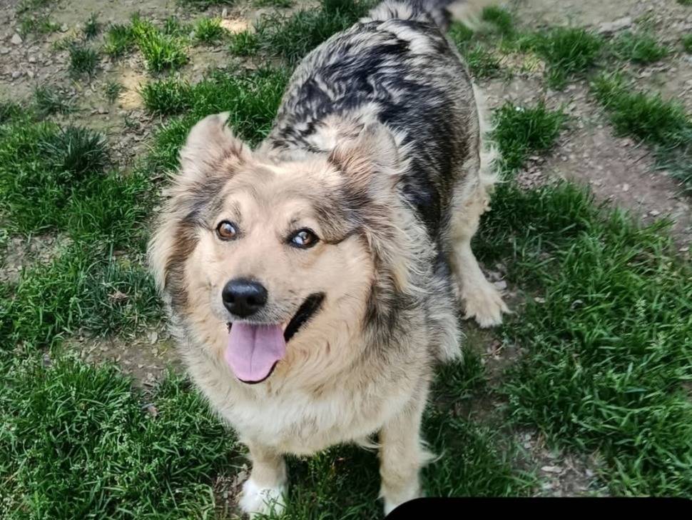 Adozione cane, femmina, Razza sconosciuta Razza sconosciuta, 3 anni e 3 mesi, taglia media contenuta, Cremona