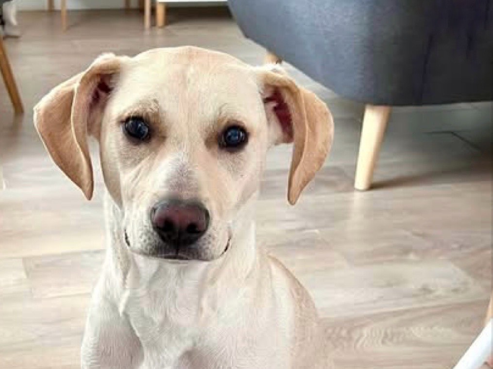 Adozione cane, maschio, Razza sconosciuta Razza sconosciuta, 8 mesi, taglia media, Genova