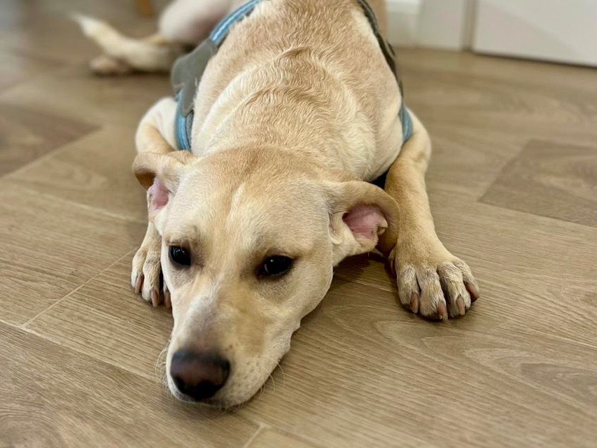 Adotta un cane, maschio, 8 mesi, Genova