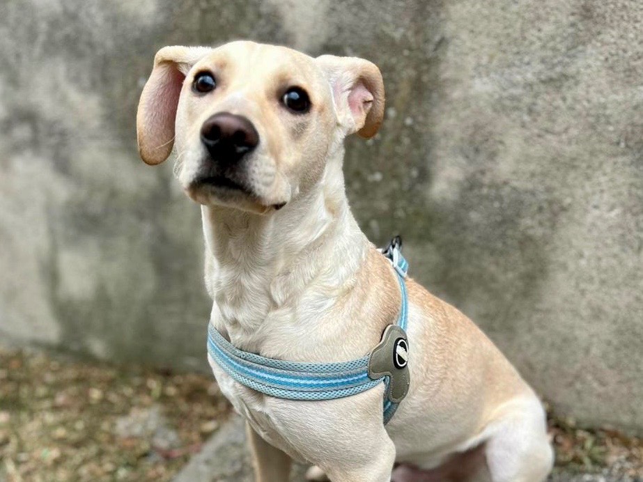 Adotta un cane, taglia media, maschio, Genova