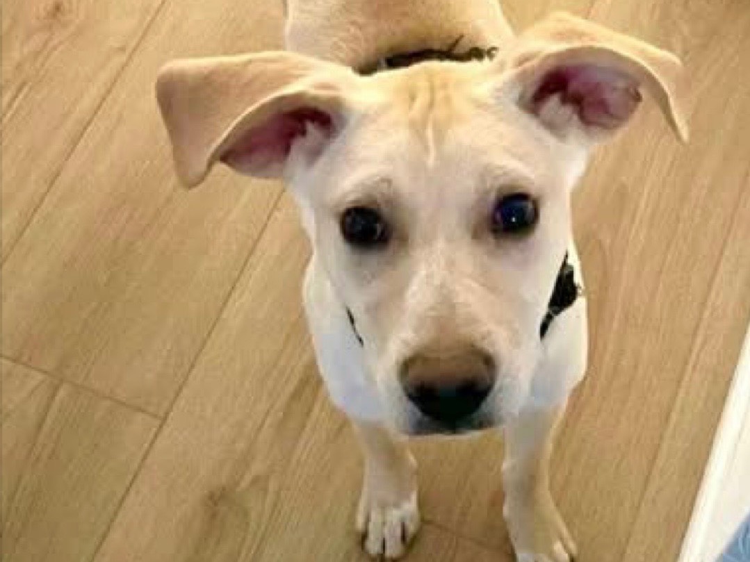 Vuoi adottare un cane a Genova?