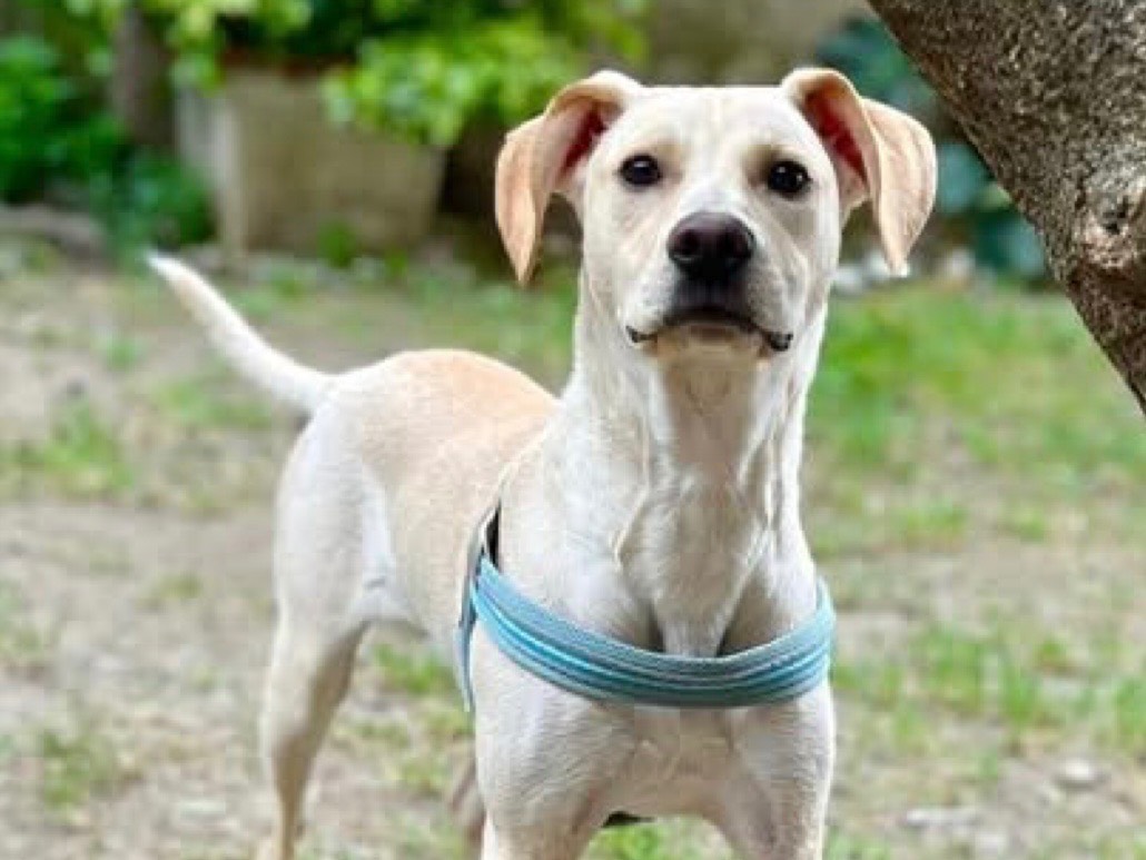 Adotta il cane Milo a Genova