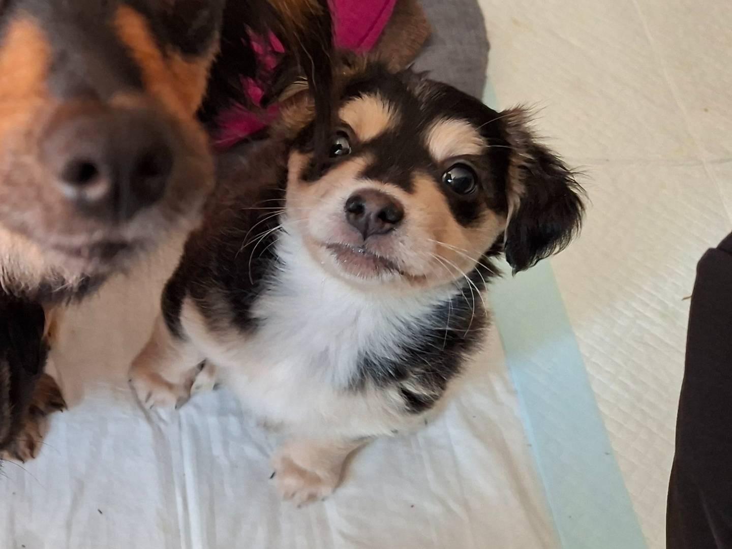 Adozione cane, maschio, Razza sconosciuta Razza sconosciuta, 1 mesi, taglia piccola, Asti