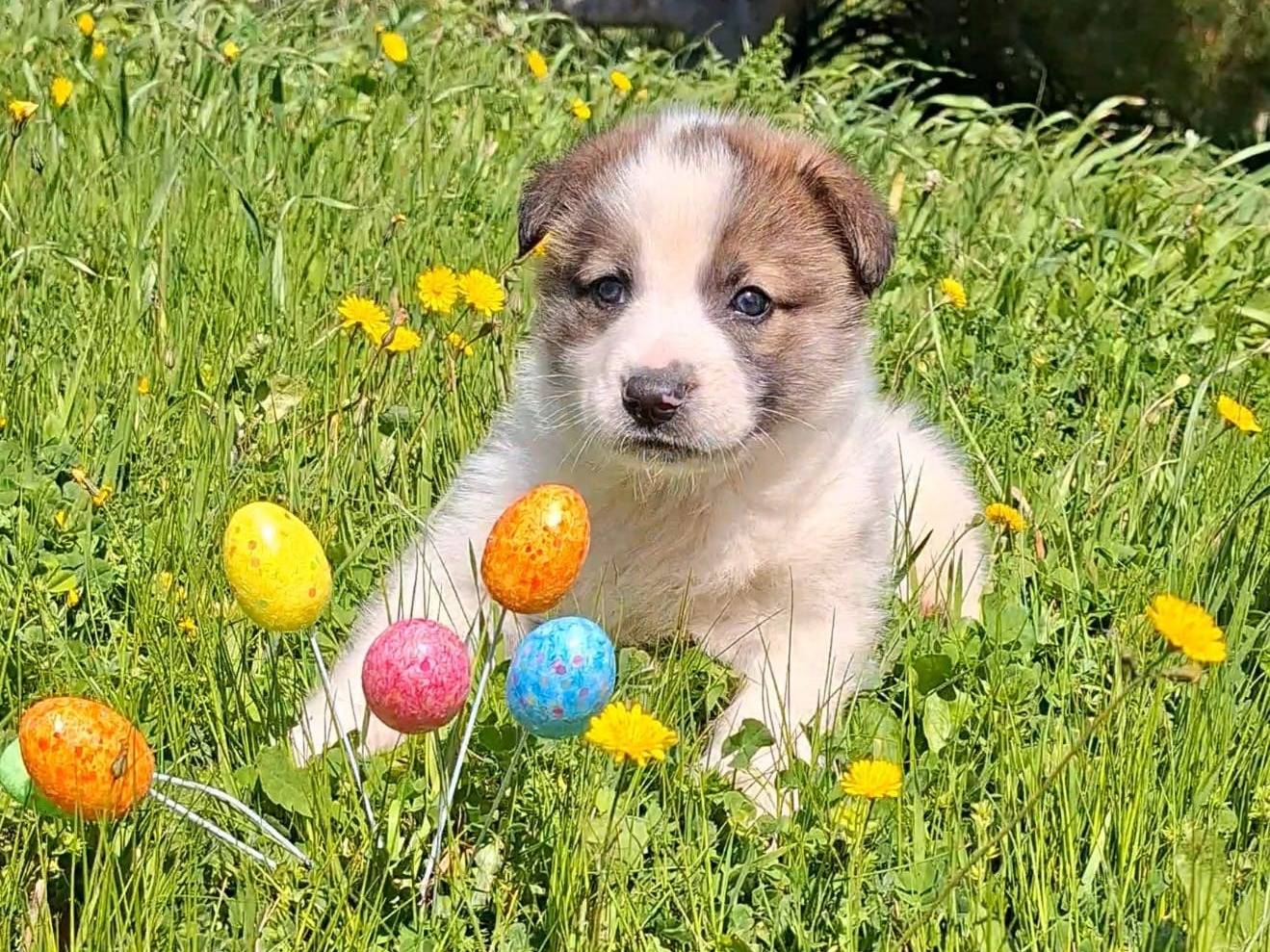 Adozione cane, maschio, Razza sconosciuta Razza sconosciuta, 2 settimane, taglia media, Bari