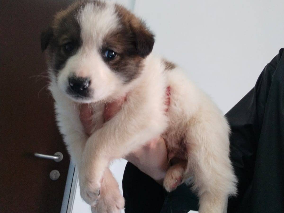 Adotta un cane, maschio, 2 settimane, Bari