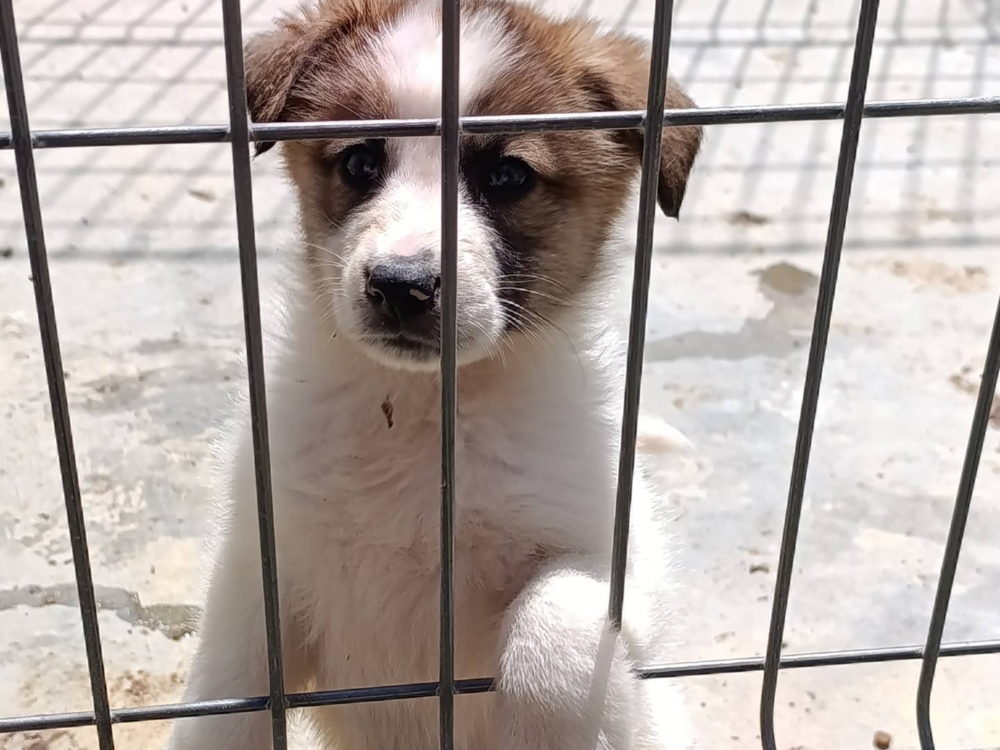 Adotta un cane, taglia media, maschio, Bari