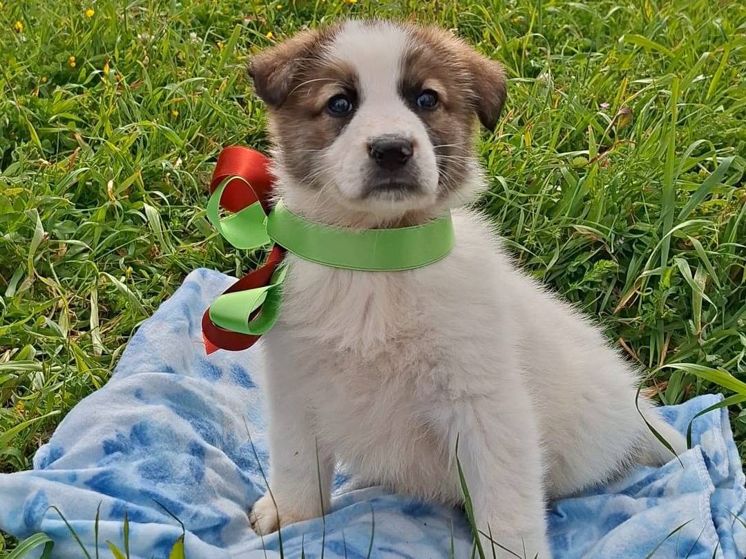 Vuoi adottare un cane a Bari?