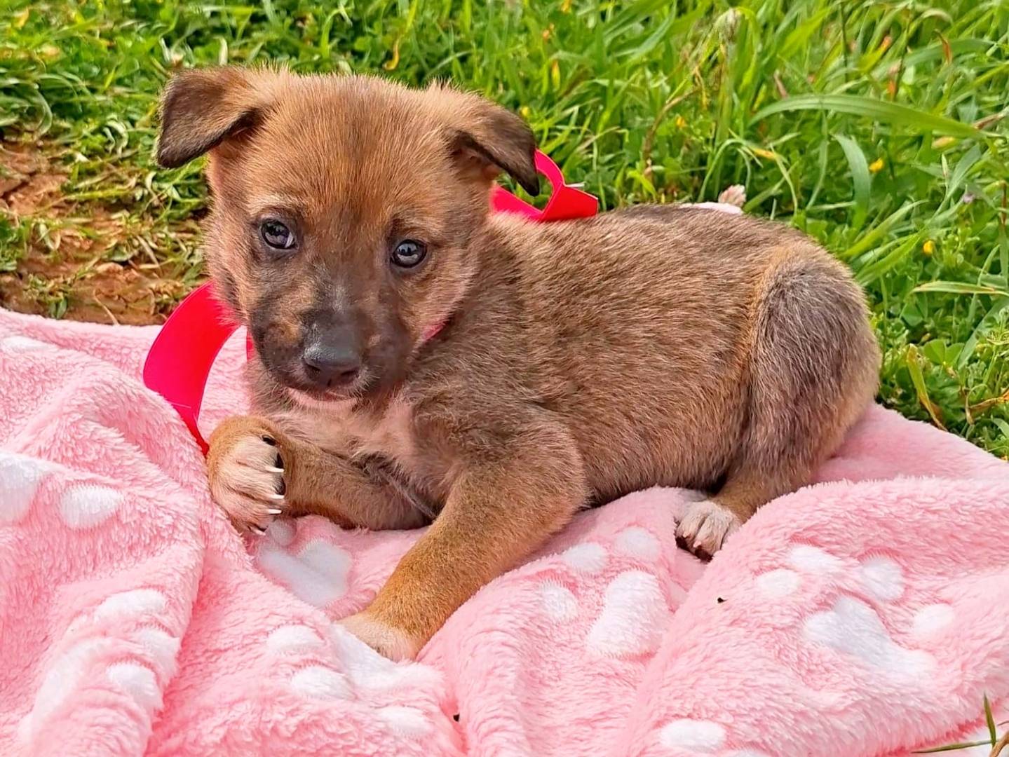 Adozione cane, femmina, Razza sconosciuta Razza sconosciuta, 2 settimane, taglia media, Bari