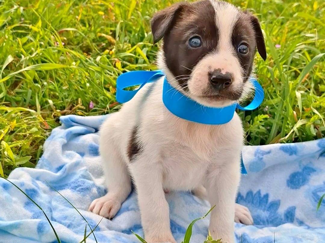 Adozione cane, maschio, Razza sconosciuta Razza sconosciuta, 2 settimane, taglia media, Bari