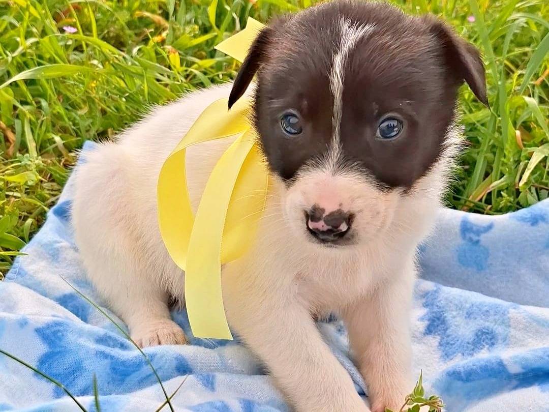 Adozione cane, maschio, Razza sconosciuta Razza sconosciuta, 2 settimane, taglia media, Bari