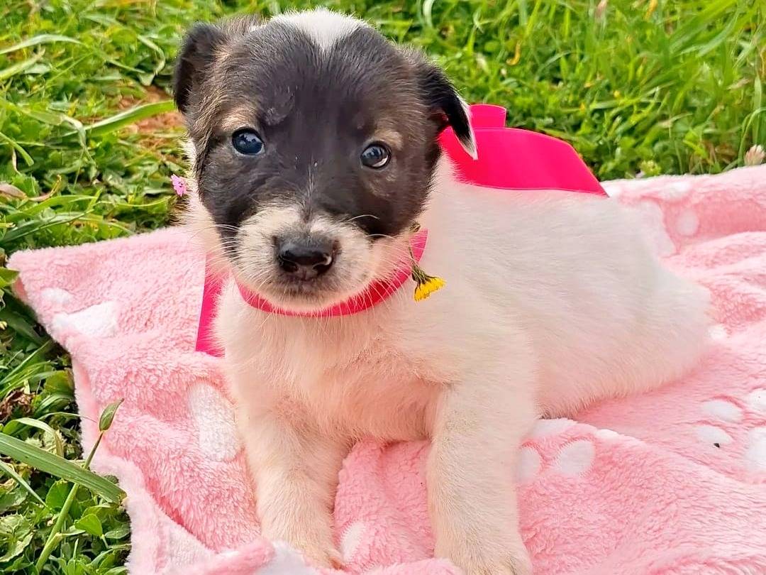 Adozione cane, femmina, Razza sconosciuta Razza sconosciuta, 2 settimane, taglia media, Bari