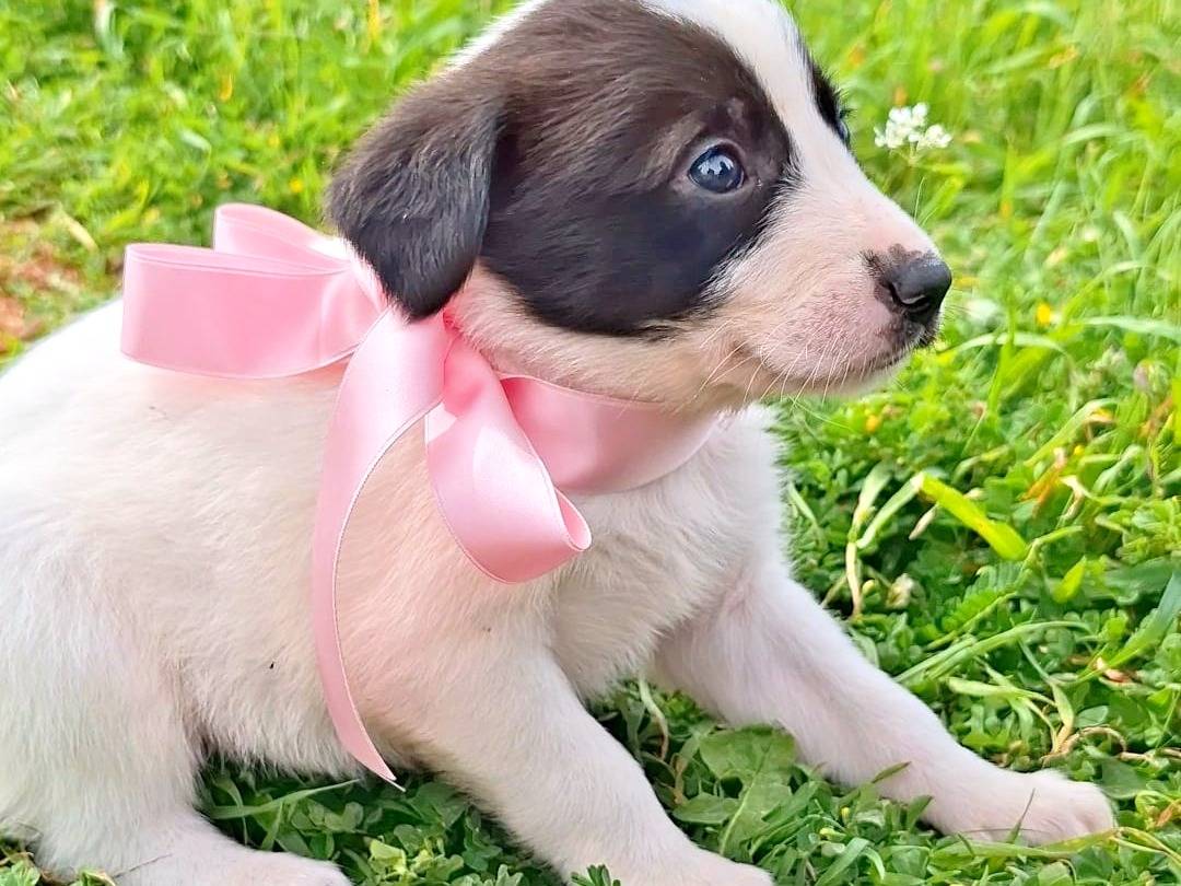 Adozione cane, femmina, Razza sconosciuta Razza sconosciuta, 2 settimane, taglia media, Bari