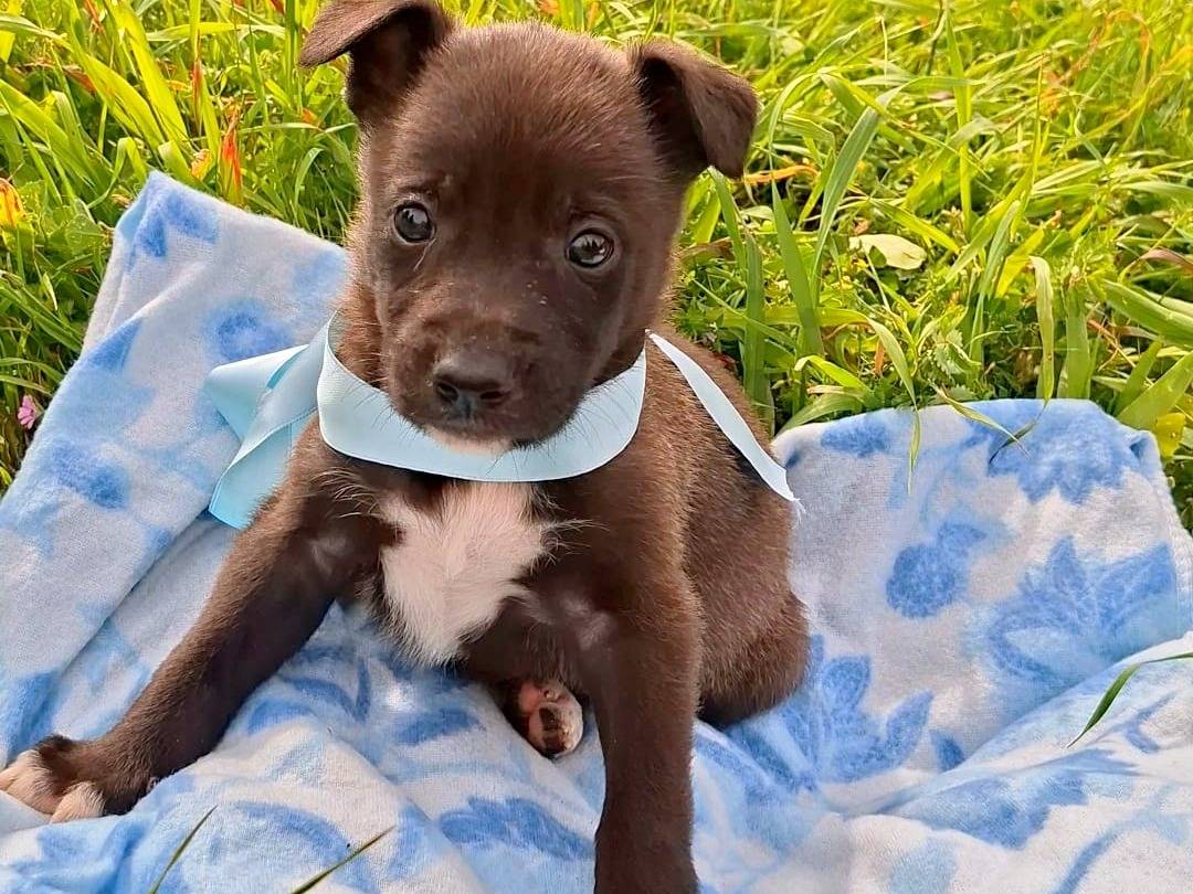 Adozione cane, maschio, Razza sconosciuta Razza sconosciuta, 2 settimane, taglia media, Bari