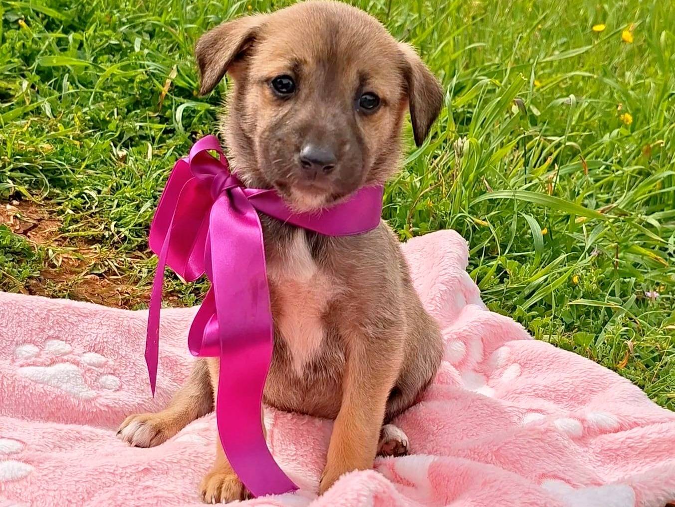 Adozione cane, femmina, Razza sconosciuta Razza sconosciuta, 2 settimane, taglia media, Bari