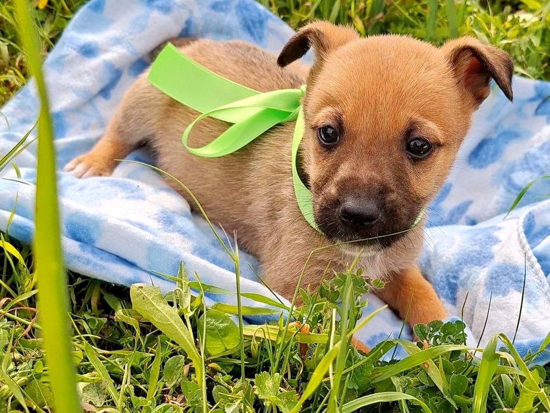 Adozione cane, maschio, Razza sconosciuta Razza sconosciuta, 2 settimane, taglia media, Bari