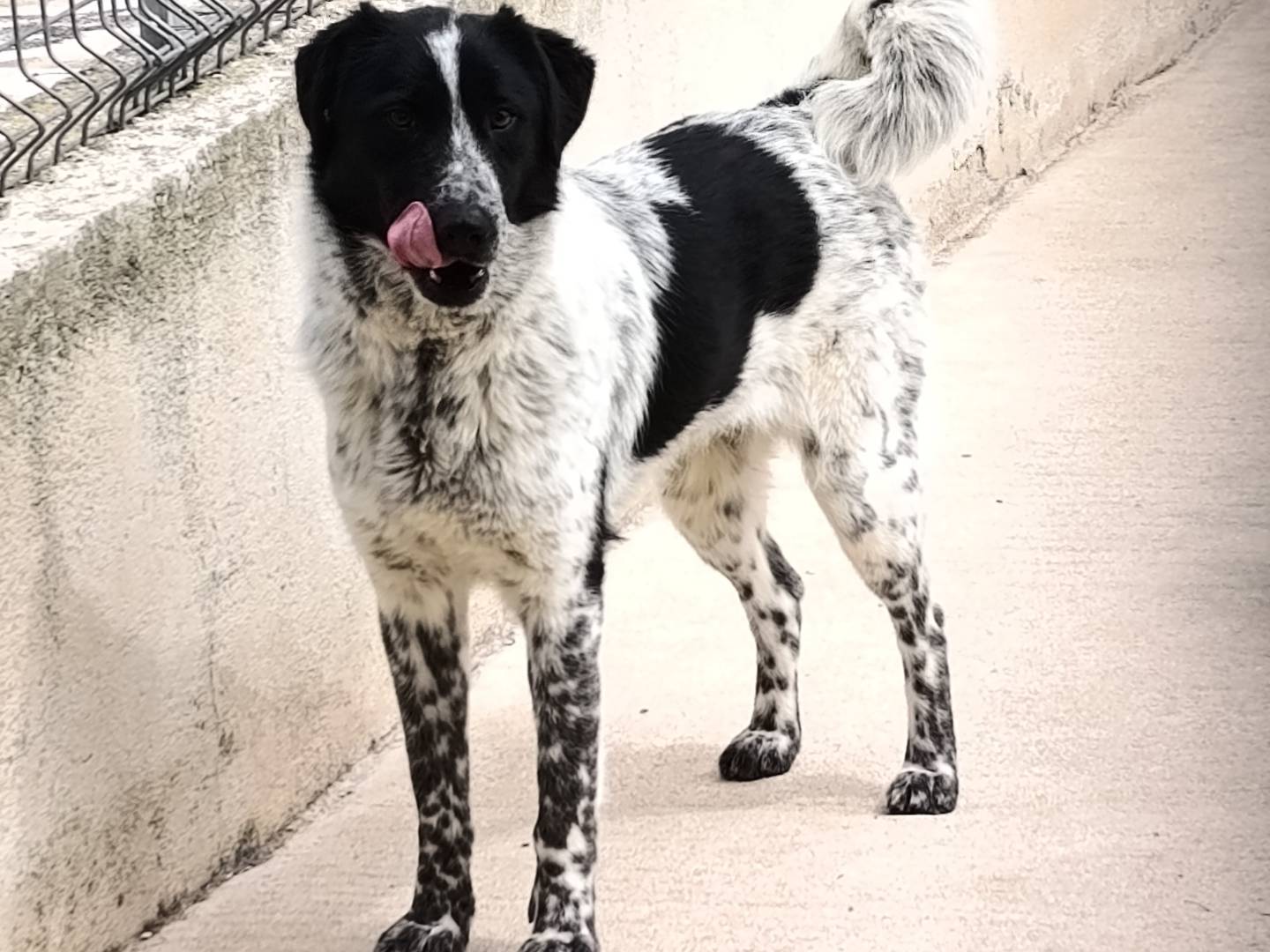 Vuoi adottare un cane a Bari?