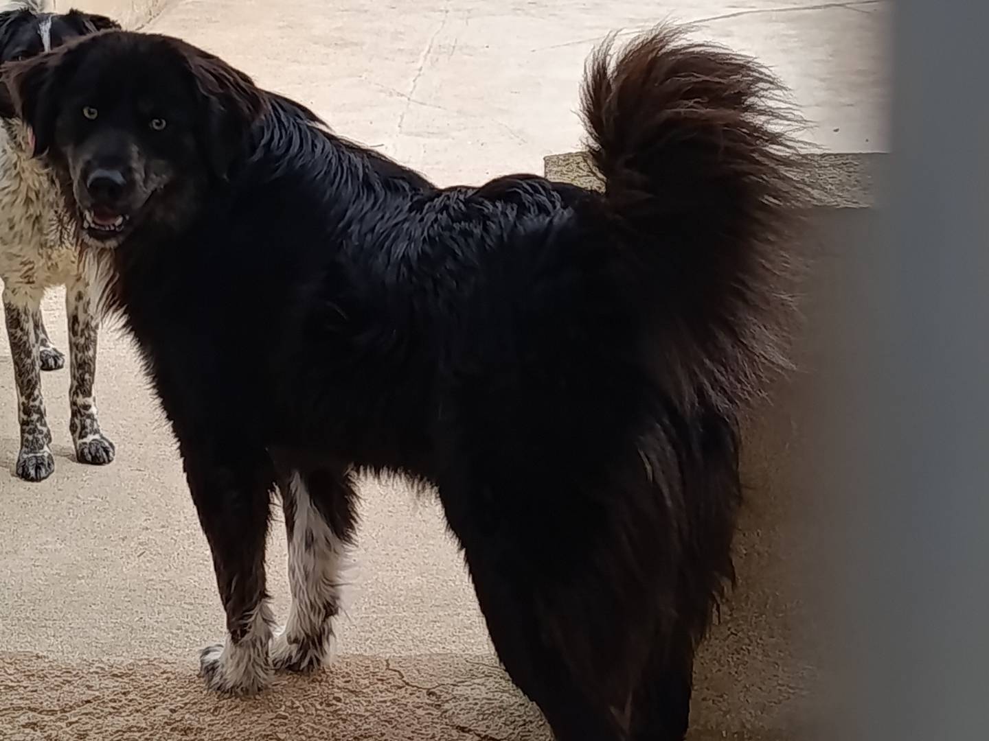 Vuoi adottare un cane a Bari?