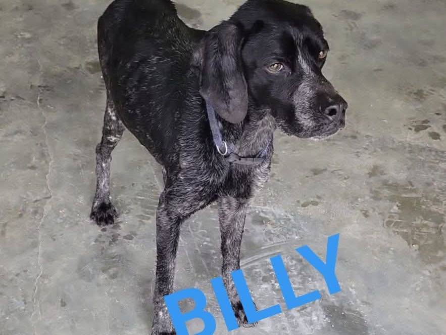 Adozione cane, maschio, Pointer Razza sconosciuta, 2 anni, taglia media contenuta, Bari