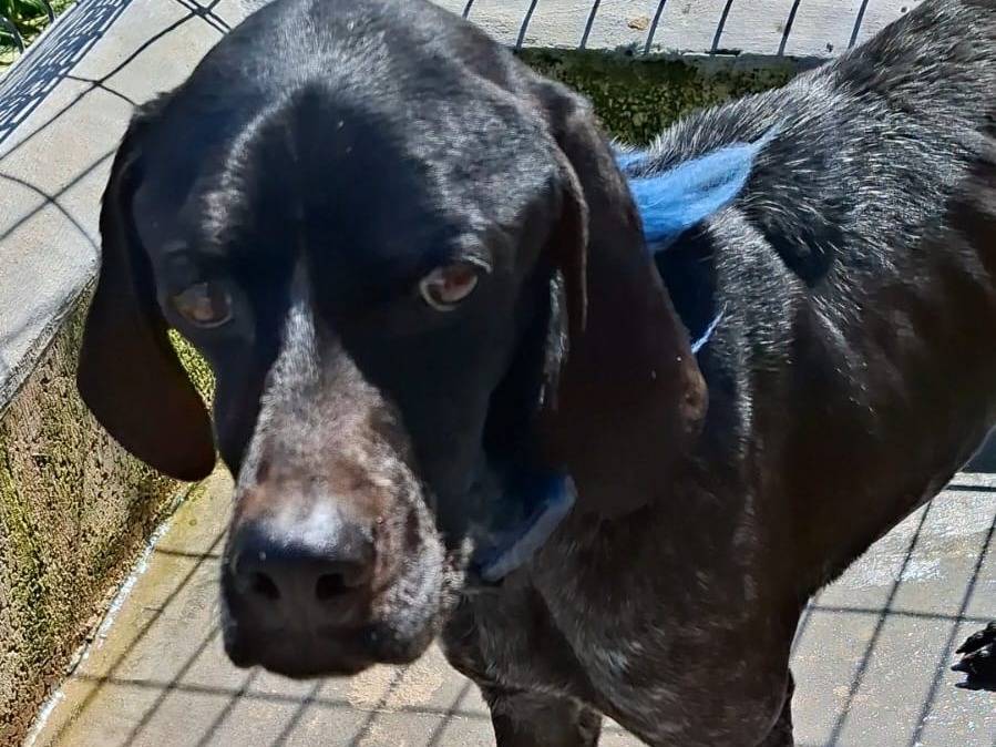 Adotta un cane, maschio, 2 anni, Bari