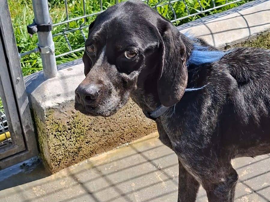 Adotta un cane, taglia media contenuta, maschio, Bari