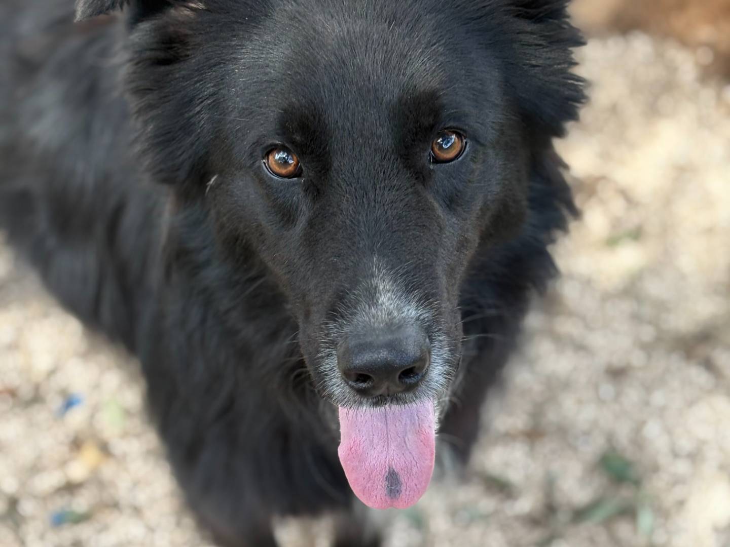 Adotta un cane, taglia grande, maschio, Milano