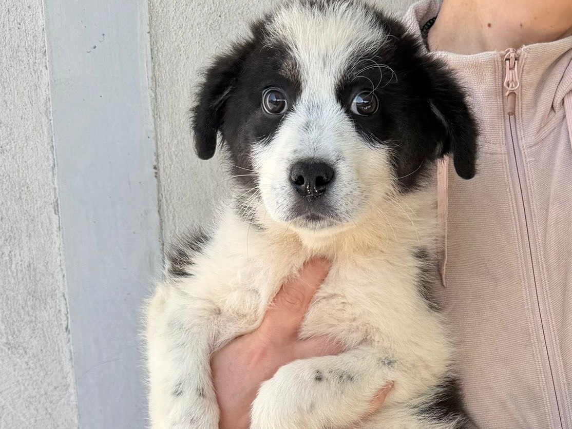 Adozione cane, maschio, Razza sconosciuta Razza sconosciuta, 3 mesi, taglia media, Salerno