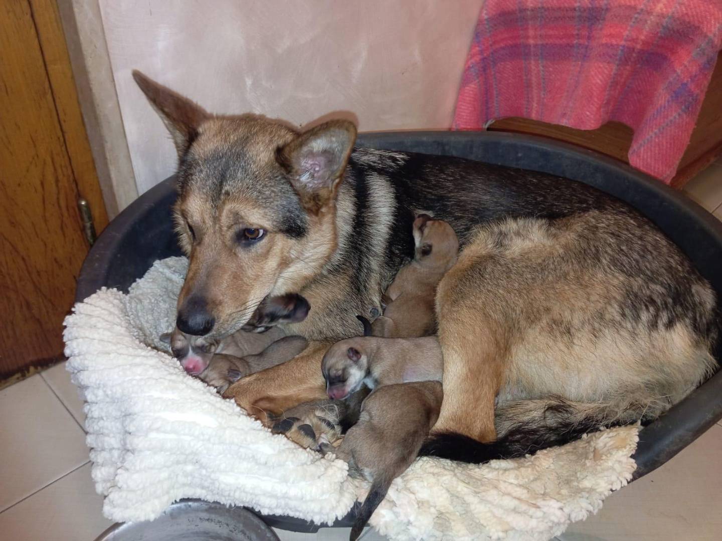 Adozione cane, femmina, Razza sconosciuta Razza sconosciuta, 1 anno e 8 mesi, taglia media, Barletta