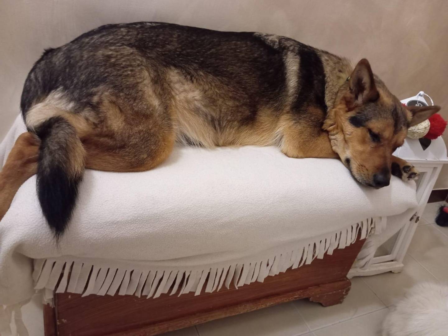 Adotta un cane, femmina, 1 anno e 8 mesi, Barletta