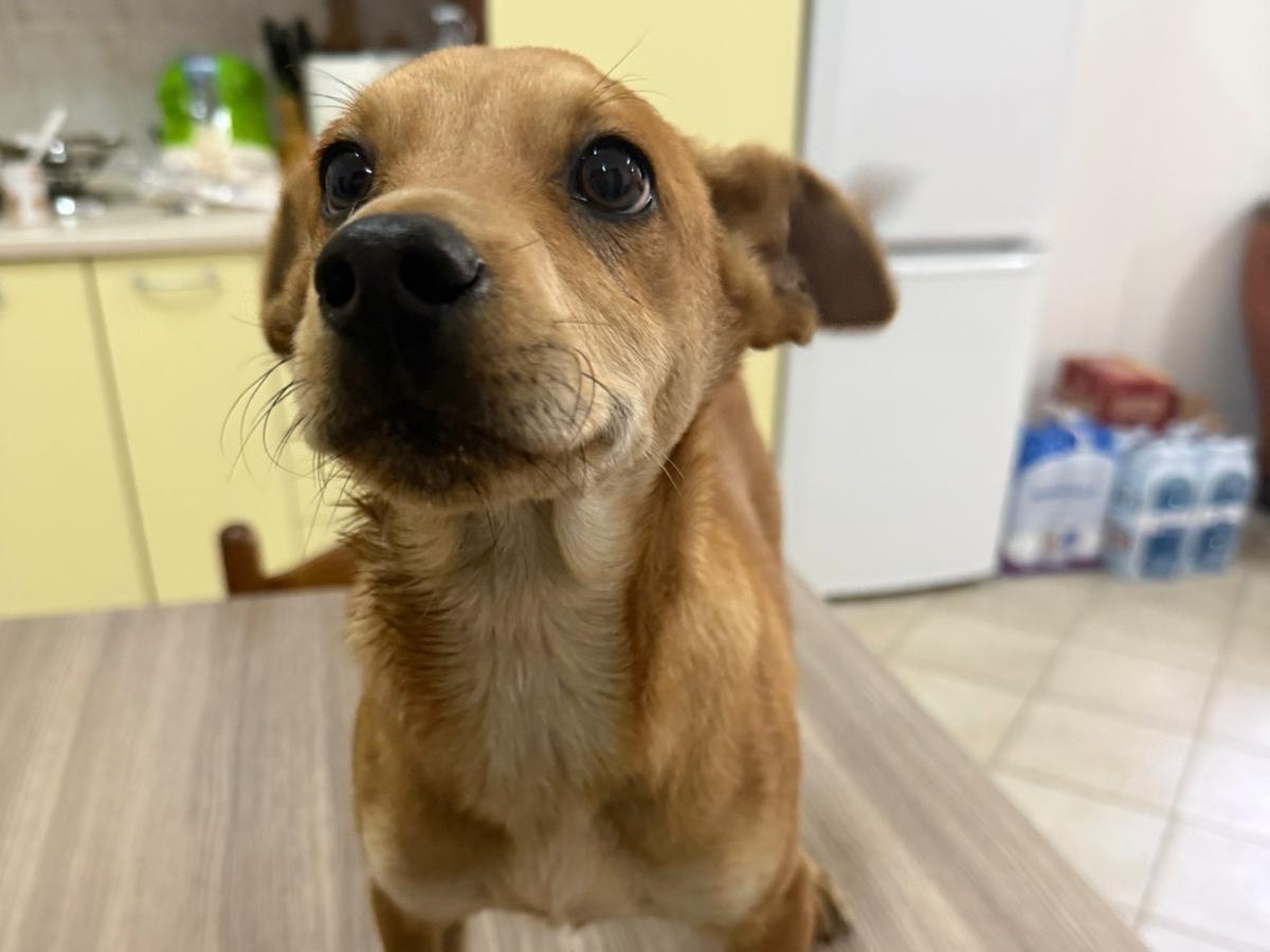 Adozione cane, maschio, Razza sconosciuta Razza sconosciuta, 1 anno e 4 mesi, taglia media contenuta, Cosenza