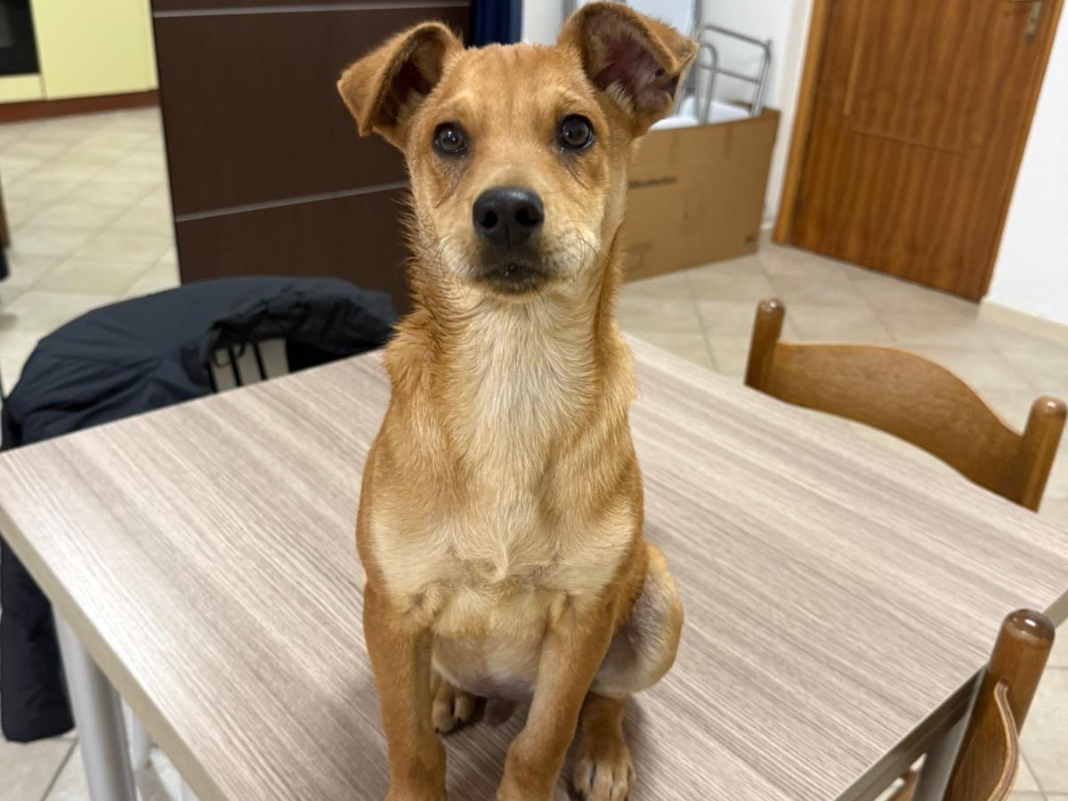 Adotta un cane, maschio, 1 anno e 4 mesi, Cosenza