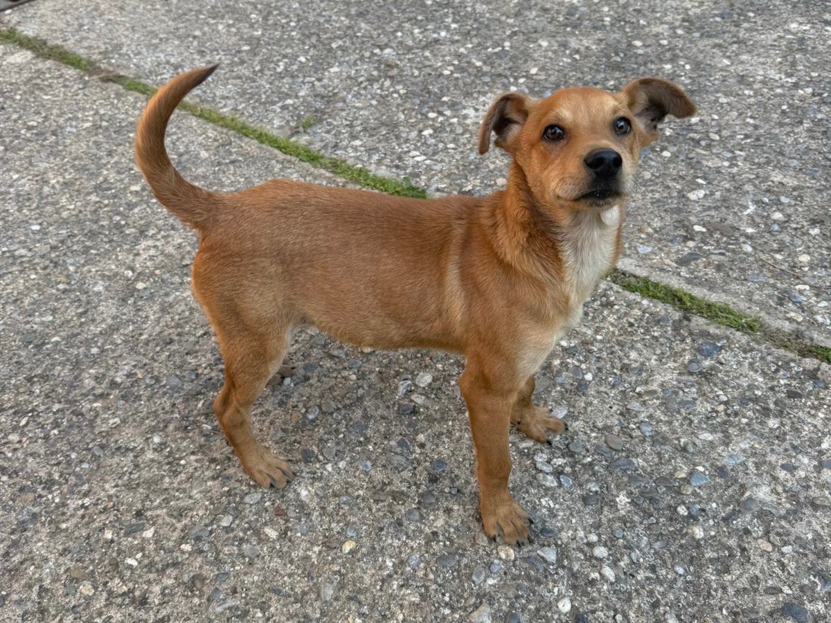 Adotta un cane, taglia media contenuta, maschio, Cosenza