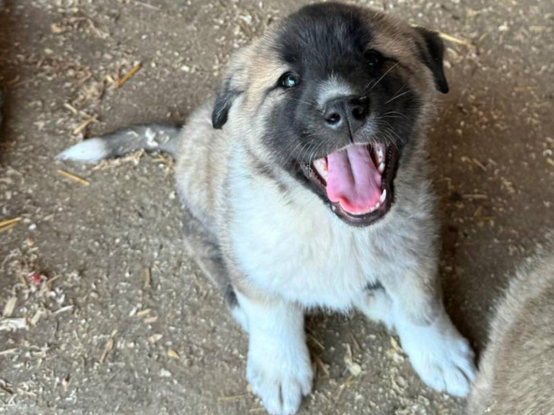 Adozione cane, femmina, Akita Razza sconosciuta, 2 mesi, taglia gigante, Teramo
