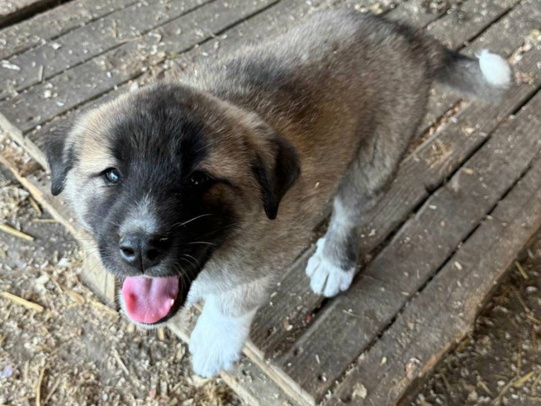 Adotta un cane, femmina, 2 mesi, Teramo