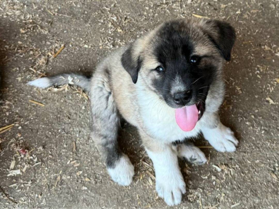 Adotta un cane, taglia gigante, femmina, Teramo