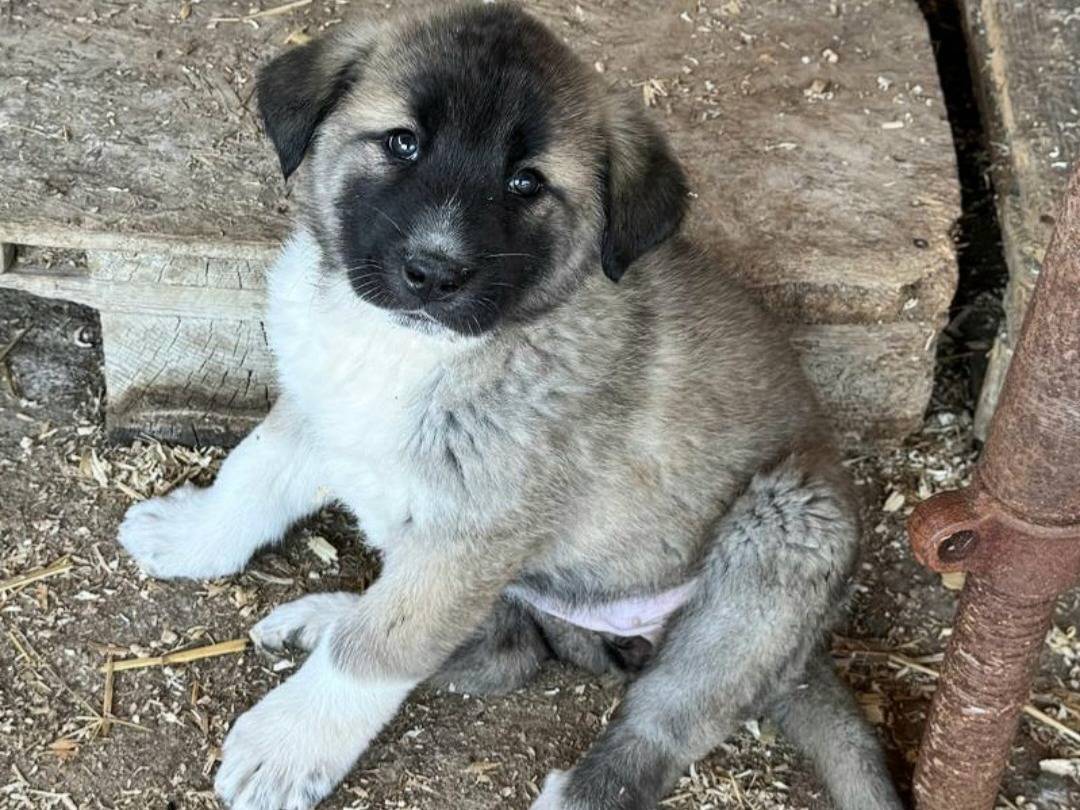 Adotta il cane Momo  a Teramo