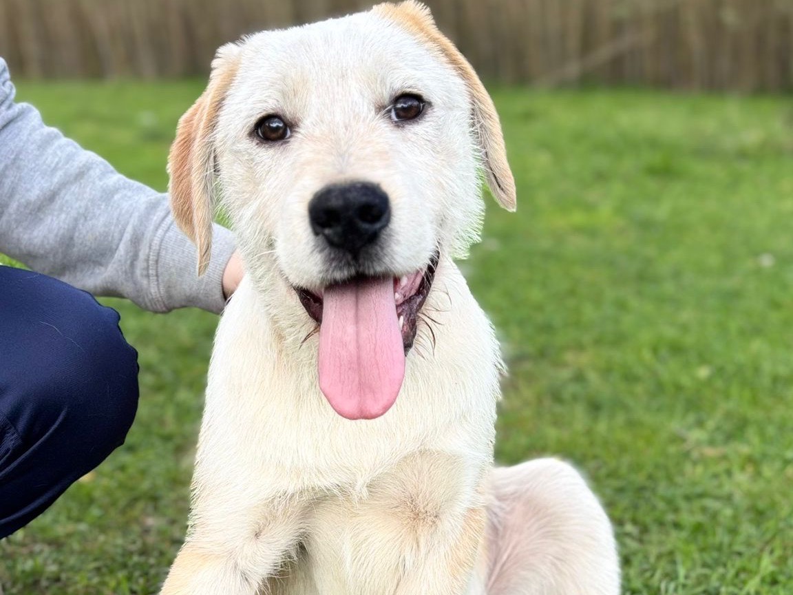 Vuoi adottare un cane a Catanzaro?