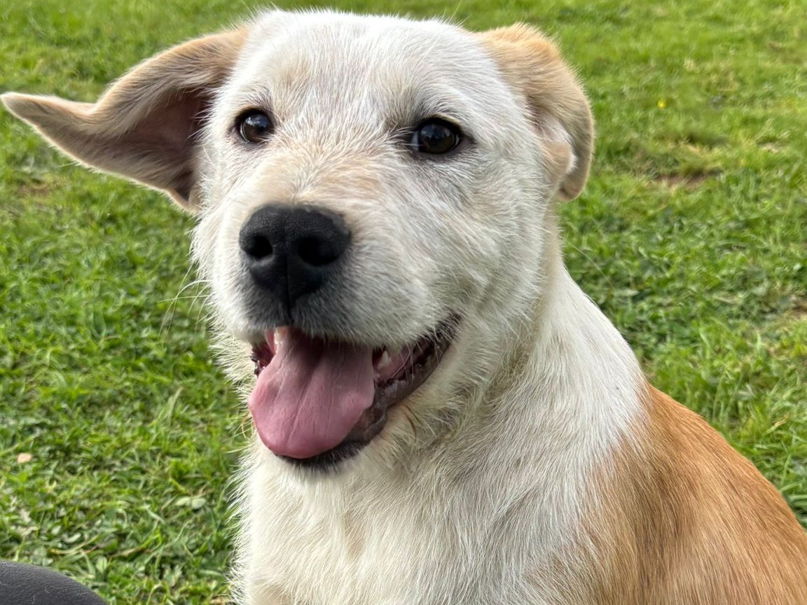 Adotta il cane Max a Catanzaro