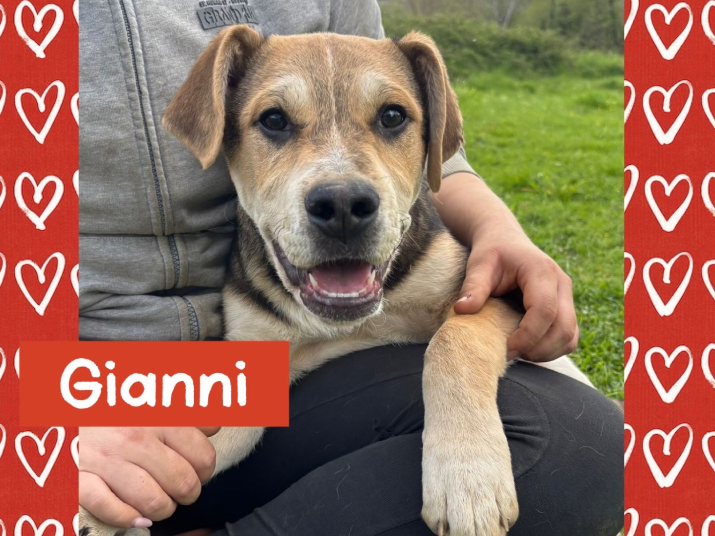 Adozione cane, maschio, Razza sconosciuta Razza sconosciuta, 4 mesi, taglia media, Catanzaro