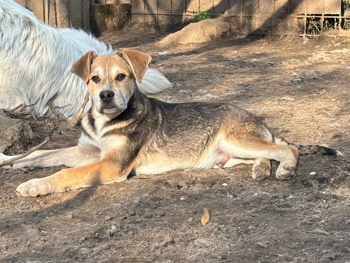 Adotta un cane, maschio, 4 mesi, Catanzaro