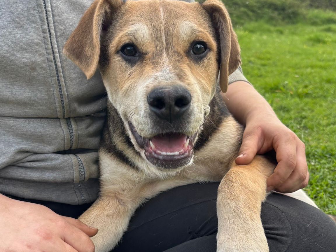 Adotta un cane, taglia media, maschio, Catanzaro