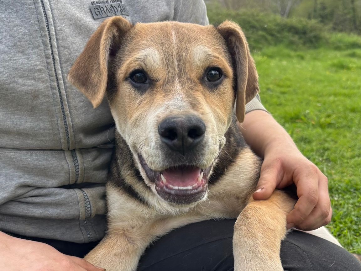 Vuoi adottare un cane a Catanzaro?