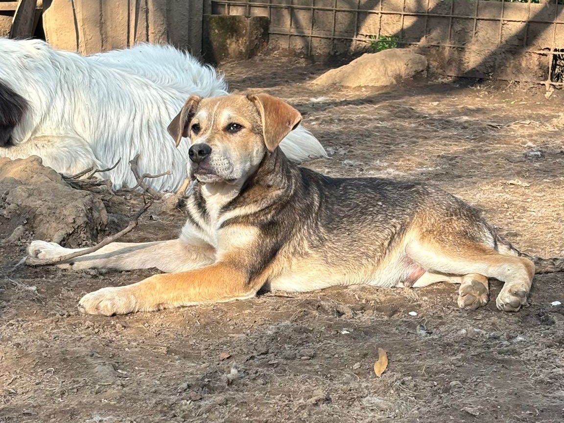 Adotta il cane Gianni a Catanzaro