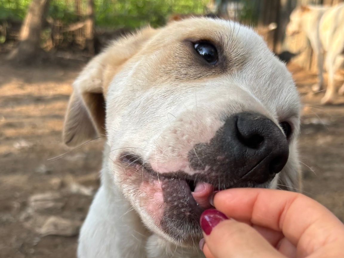 Vuoi adottare un cane a Catanzaro?