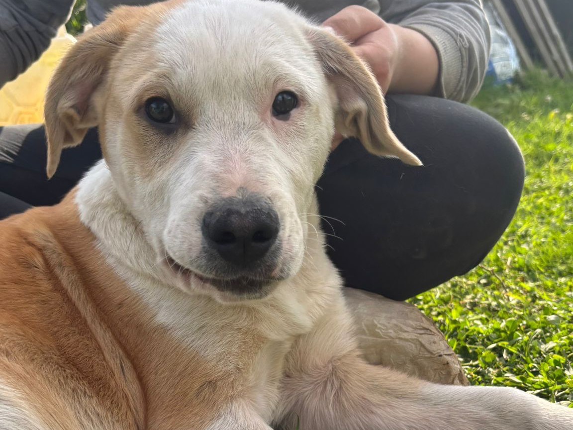 Adotta il cane Russel a Catanzaro