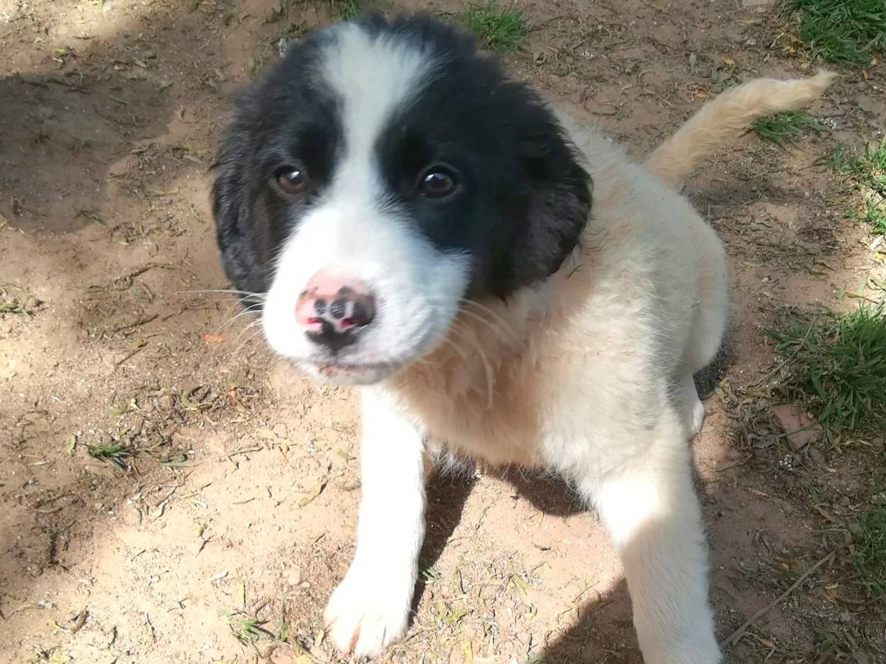 Adozione cane, femmina, Razza sconosciuta Razza sconosciuta, 3 mesi, taglia media, Milano