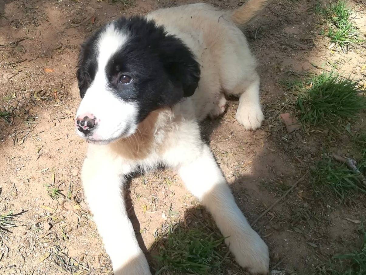 Adotta un cane, femmina, 3 mesi, Milano