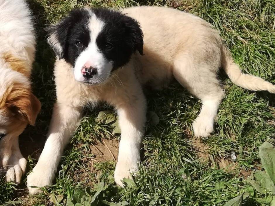 Adotta un cane, taglia media, femmina, Milano